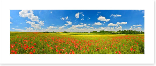 Poppy field panorama