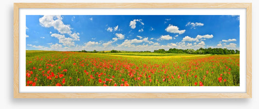 Poppy field panorama