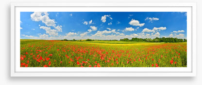 Poppy field panorama