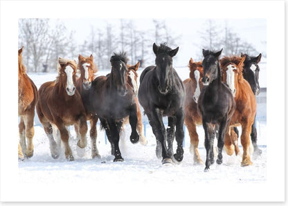 Winter gallop
