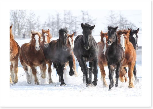 Winter gallop