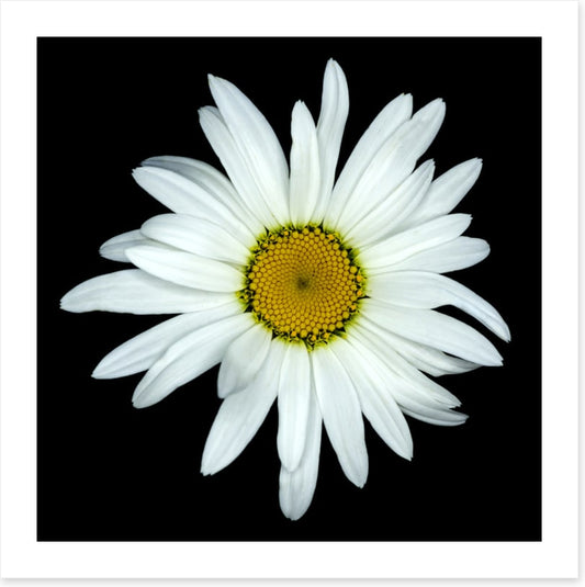 White asteraceae