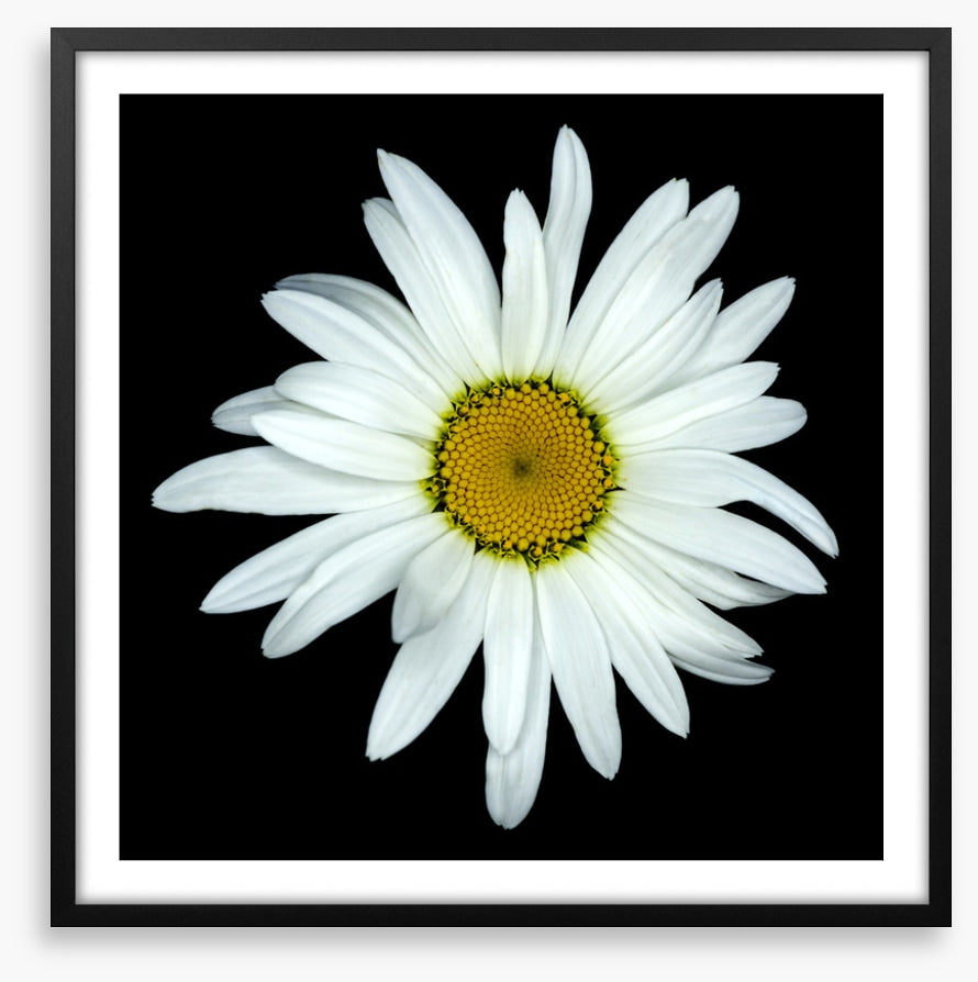 White asteraceae