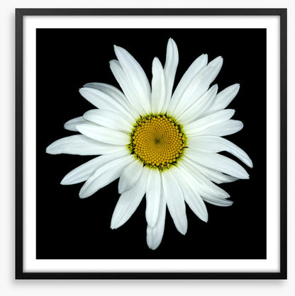 White asteraceae