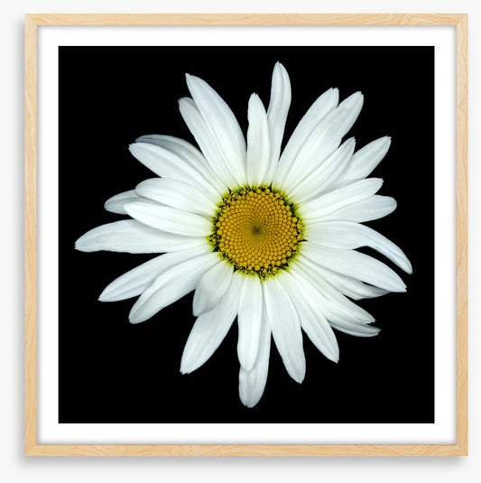 White asteraceae