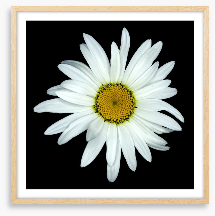White asteraceae