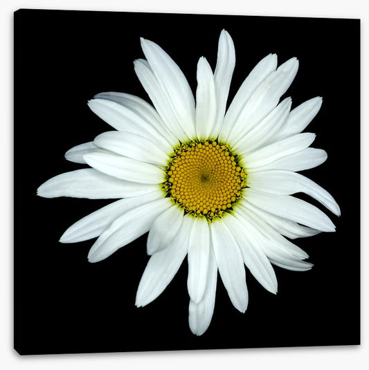 White asteraceae