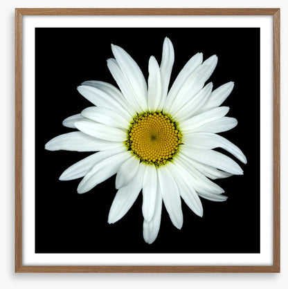 White asteraceae