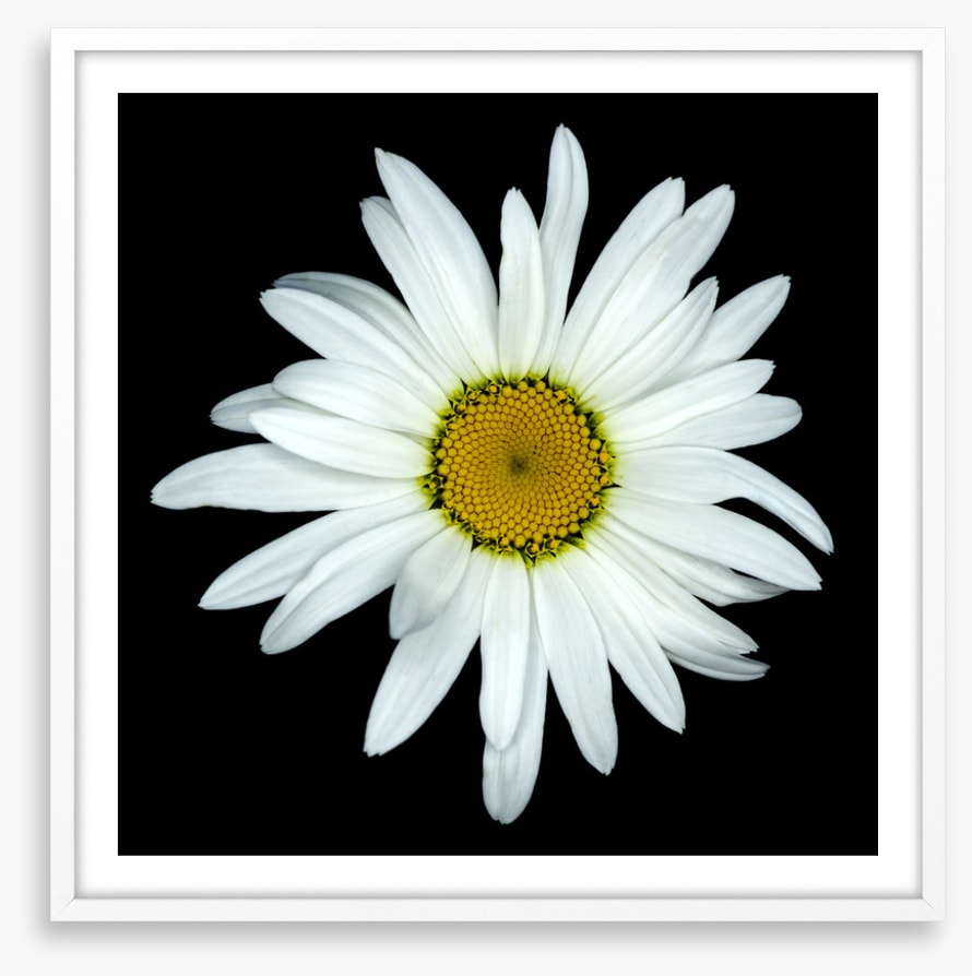 White asteraceae