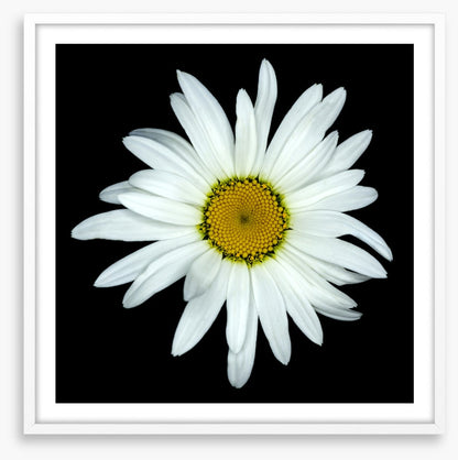 White asteraceae