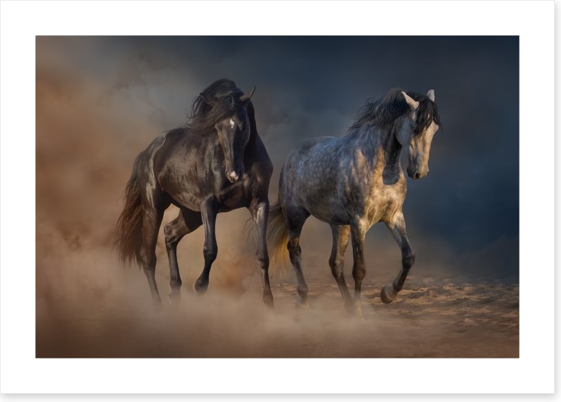 Horses in the desert dust