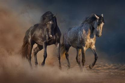 Horses in the desert dust