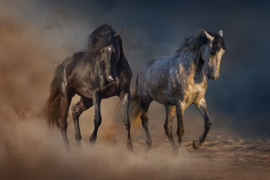 Horses in the desert dust