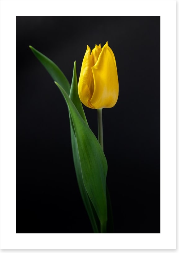 The golden tulip