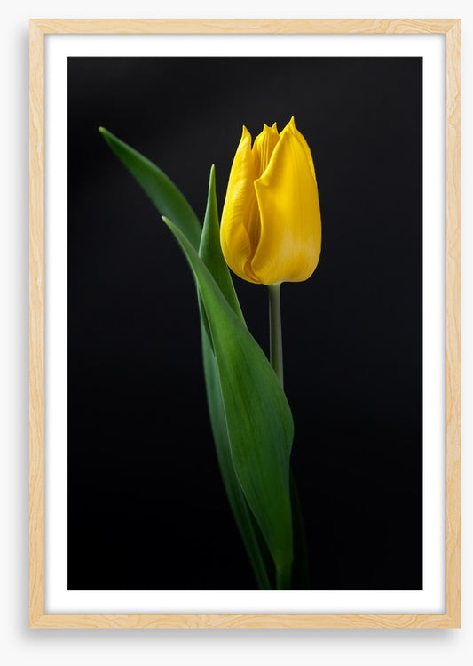 The golden tulip