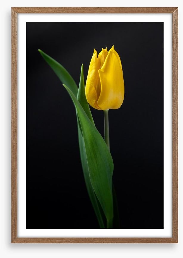 The golden tulip