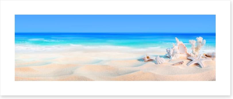 Seashells panorama