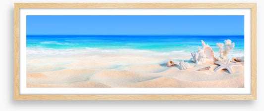 Seashells panorama