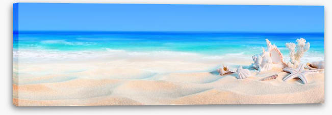 Seashells panorama