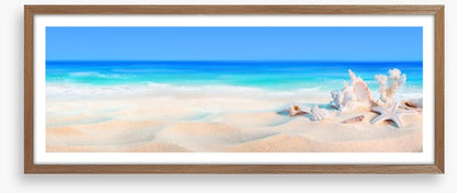 Seashells panorama