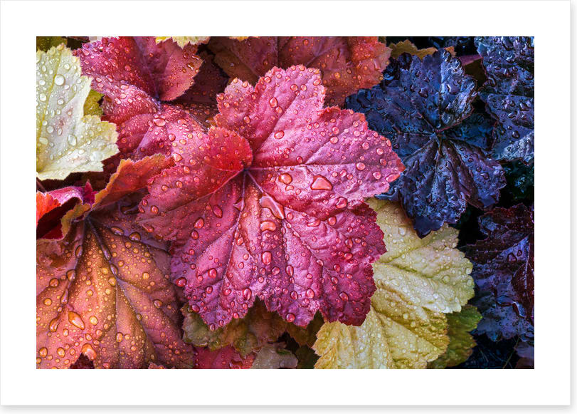 Fallen coral bells