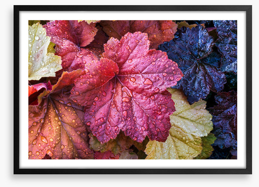 Fallen coral bells