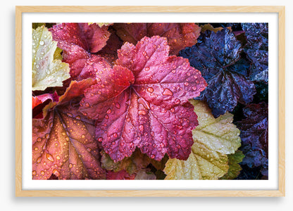 Fallen coral bells