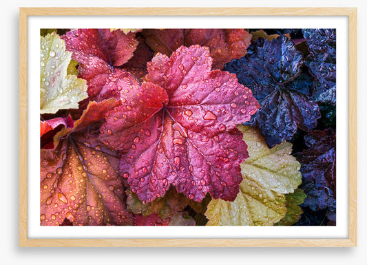 Fallen coral bells