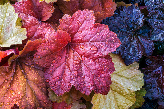 Fallen coral bells