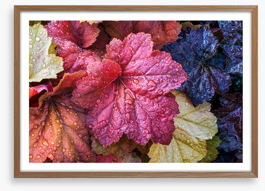 Fallen coral bells