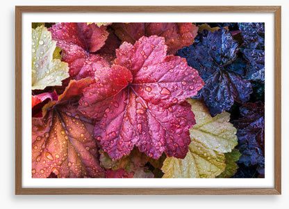 Fallen coral bells