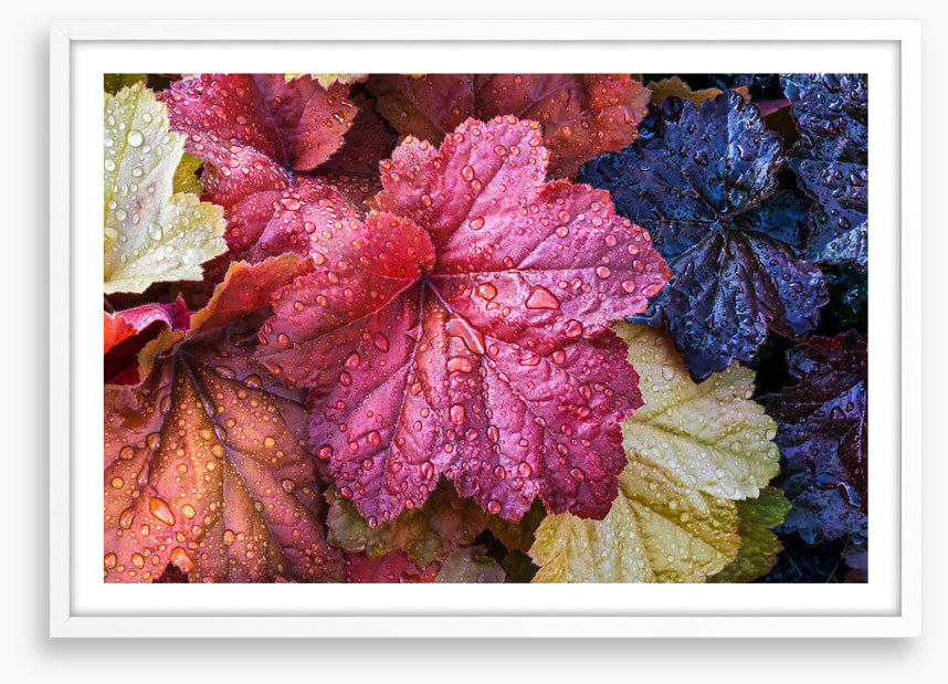 Fallen coral bells