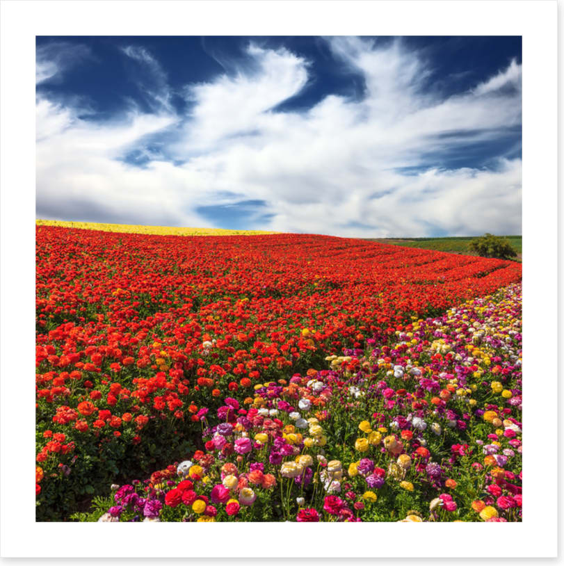 Meadows