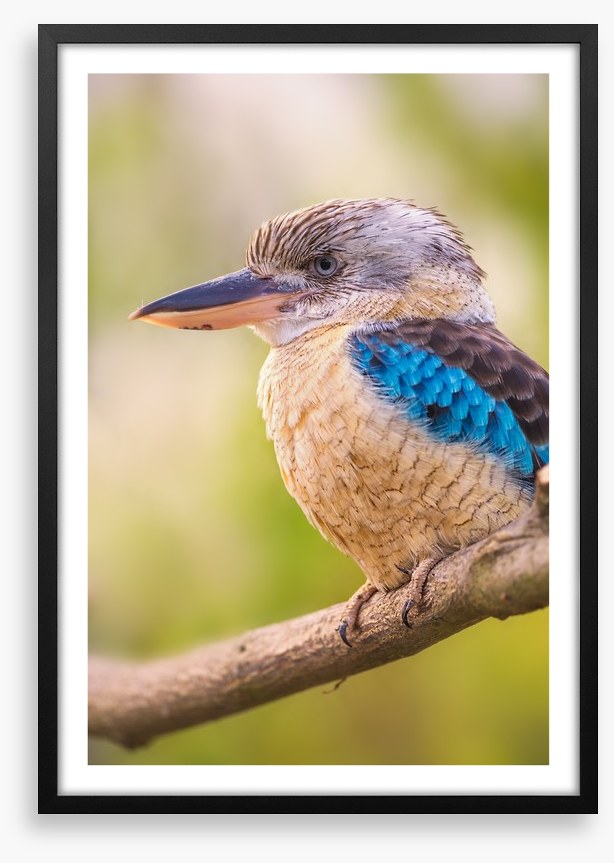 Blue-winged kookaburra