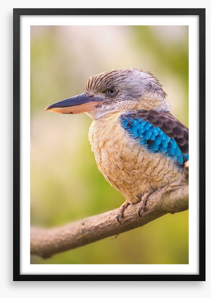Blue-winged kookaburra