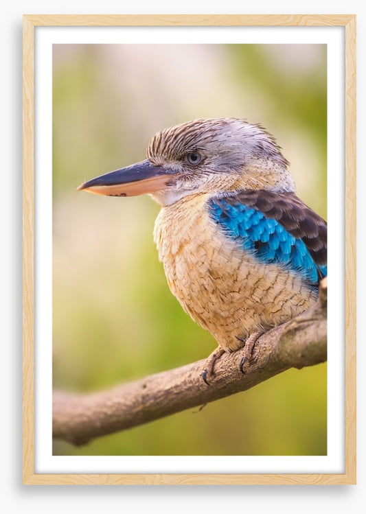 Blue-winged kookaburra