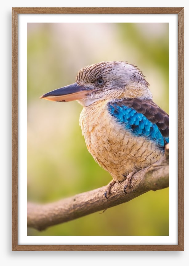 Blue-winged kookaburra