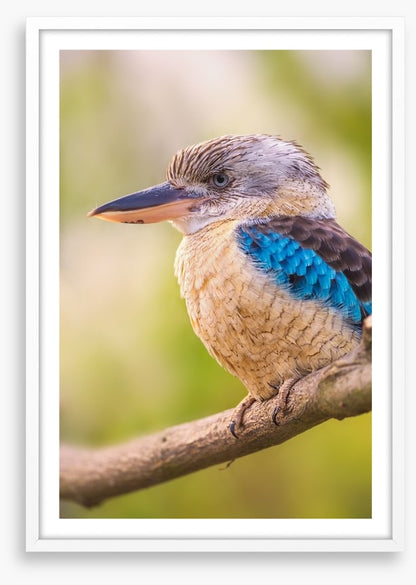 Blue-winged kookaburra