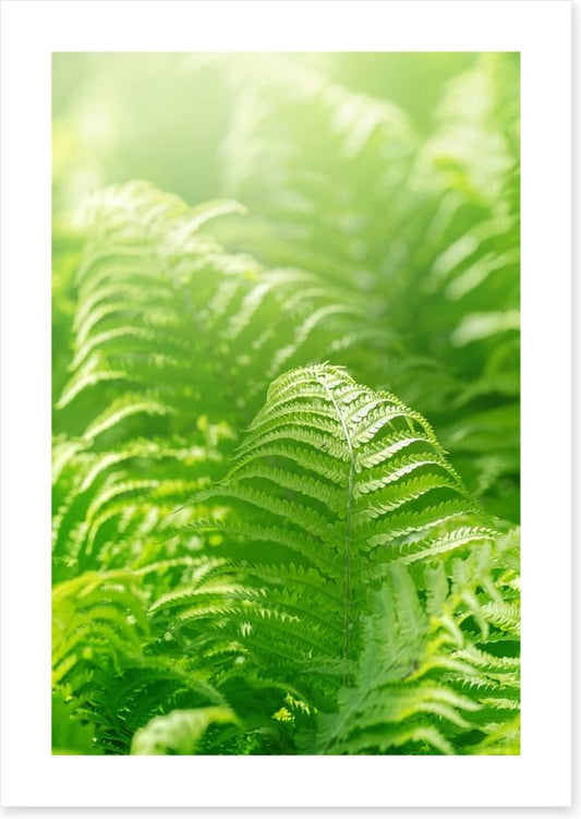 Fresh green ferns