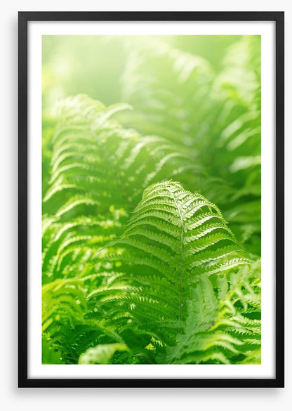 Fresh green ferns