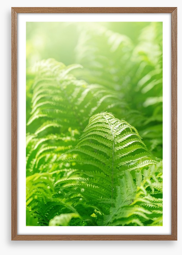 Fresh green ferns
