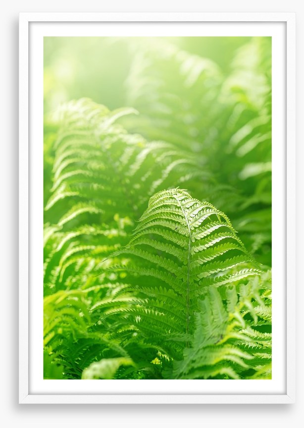 Fresh green ferns