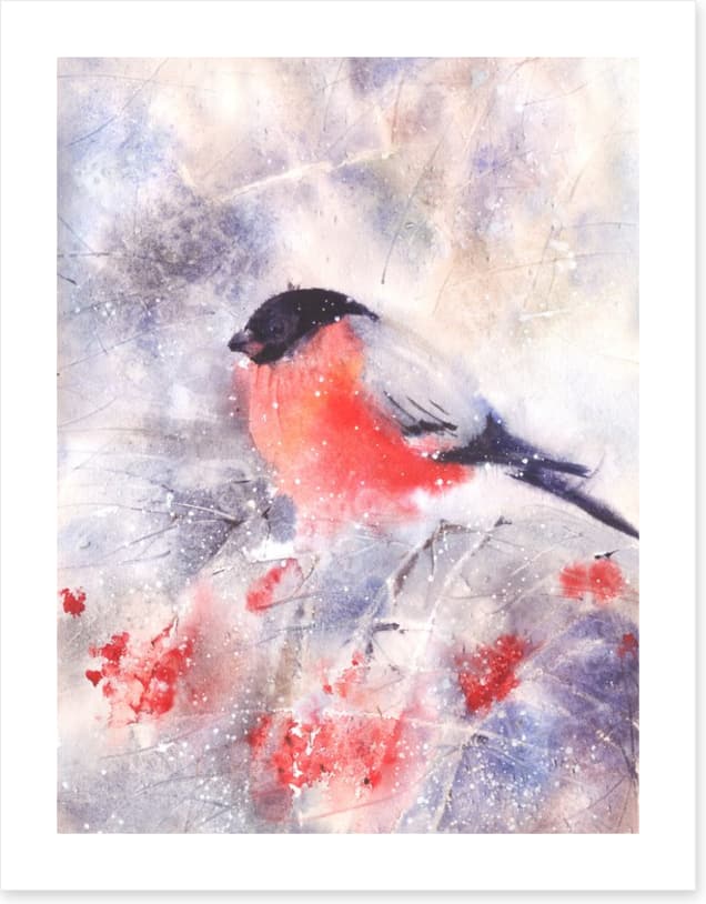 Bullfinch in the frost