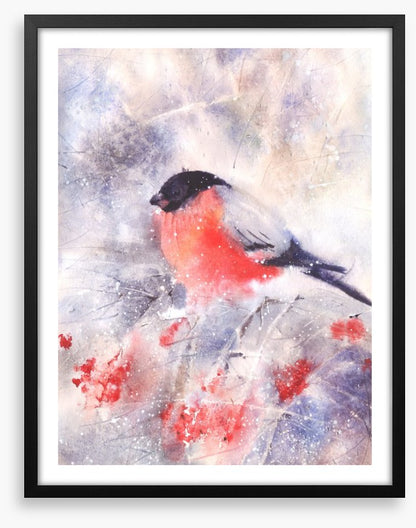 Bullfinch in the frost