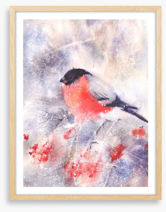 Bullfinch in the frost