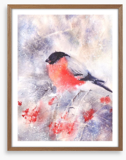 Bullfinch in the frost