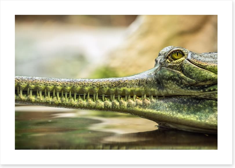 Reptiles / Amphibian