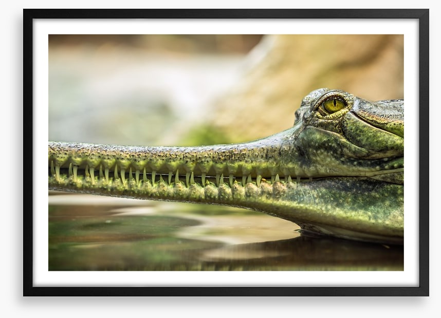Reptiles / Amphibian