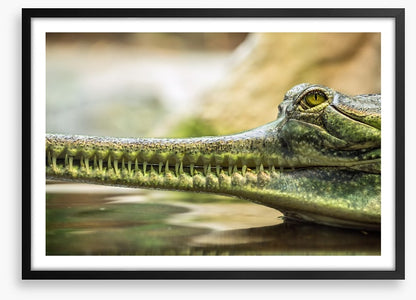 Reptiles / Amphibian