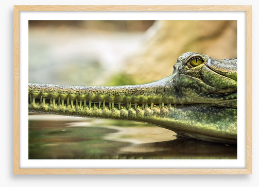 Reptiles / Amphibian